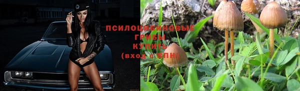 крисы Алзамай